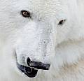 Polar Bear's Avatar