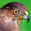 Accipiter's Avatar